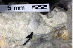 Foto (Detailansicht) von Goniodromites sp. (NHMW-GEO-1990-0041-0387)